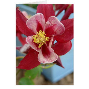 Columbine Flower