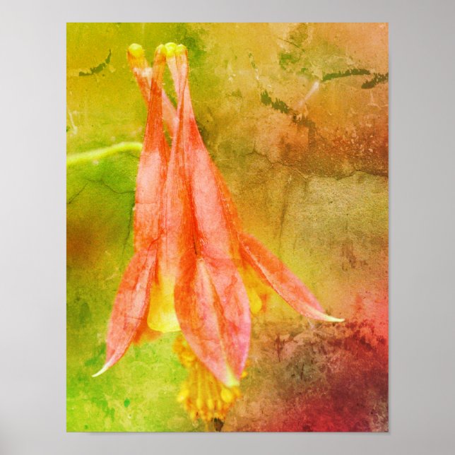 Columbine Flower Distressed Art Poster (Front)