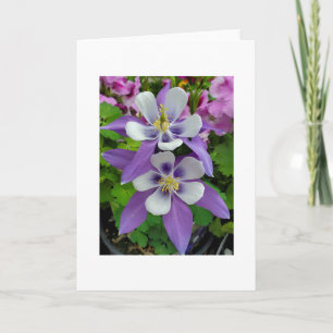 Columbine flower greeting card