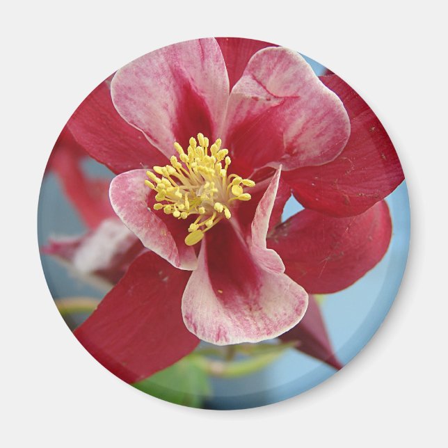 Columbine Flower Magnet (Front)