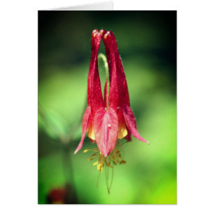 Columbine Flower Photography Note Card
