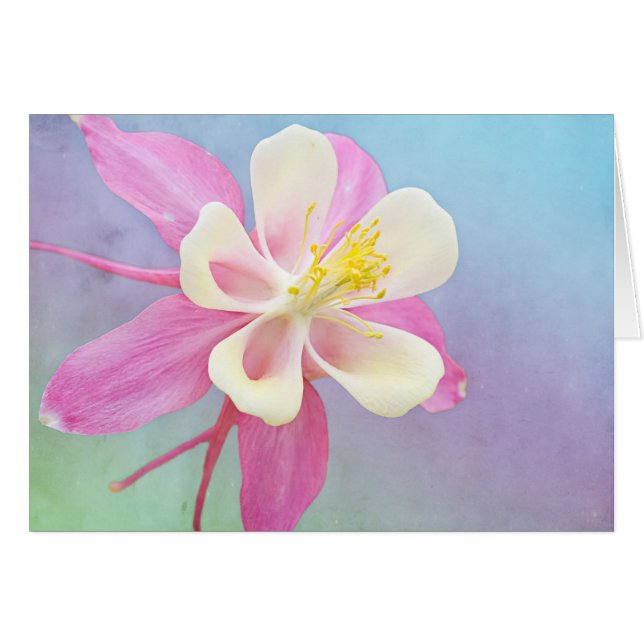 Columbine Flower Pink & White Custom Card (Front Horizontal)