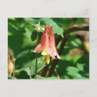 Columbine Flower