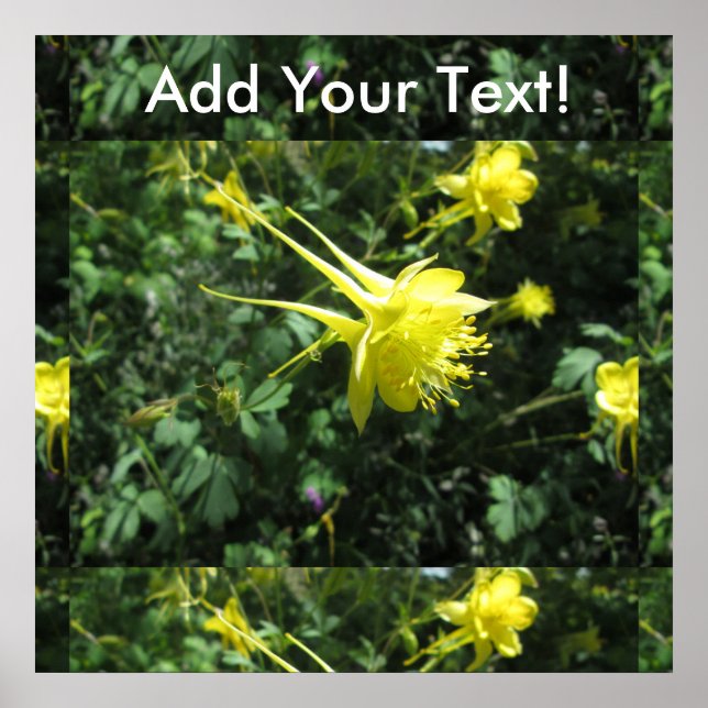 Columbine Flower Poster (Front)