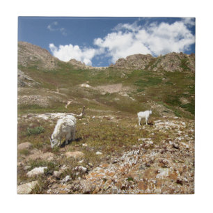 Columbine Lake Mountain Goats  - Colorado Ceramic Tile