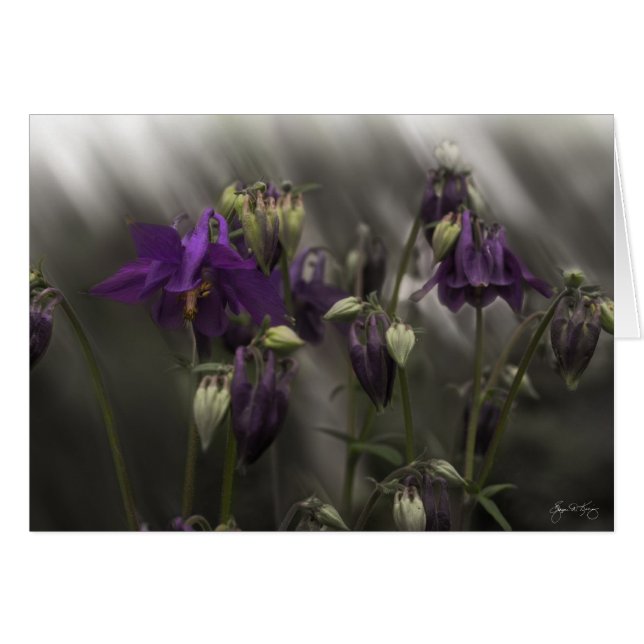 Columbine Mindscape (Front Horizontal)