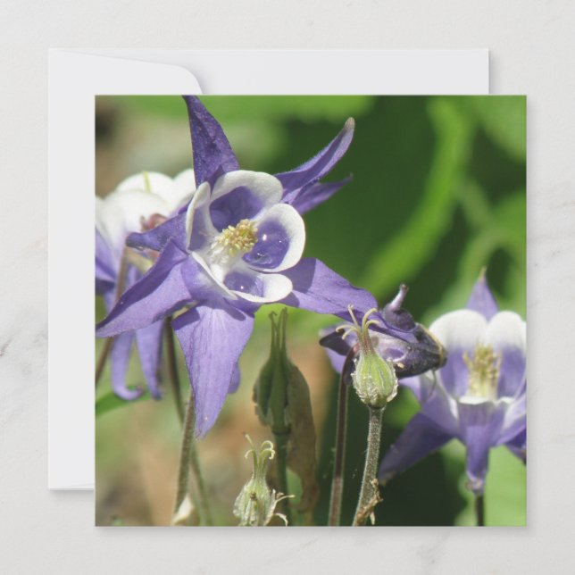 Columbine Plants Invitation (Front)