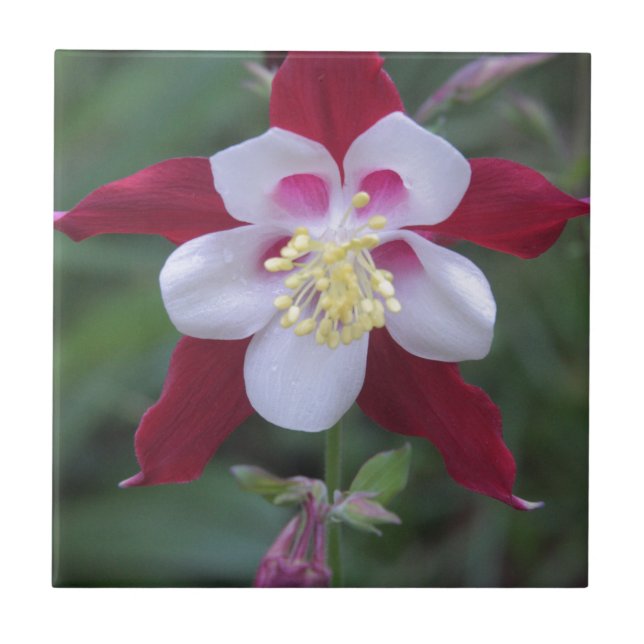 Columbine Tile (Front)