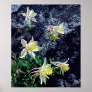Columbine Wildflowers in the Sierras Poster