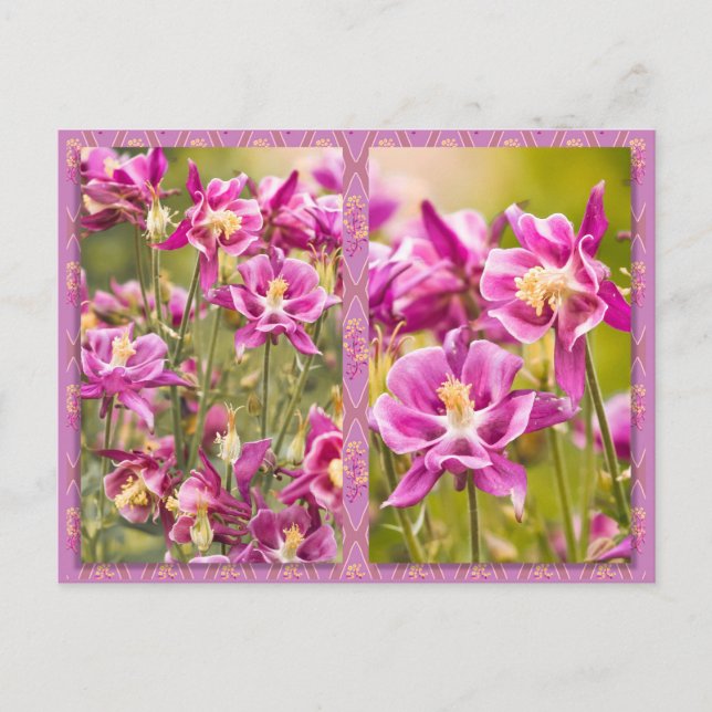 Columbines Diptych Postcard (Front)