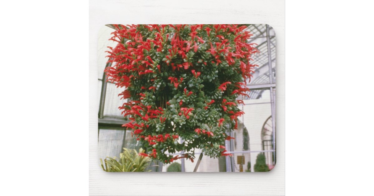 Columnea Mortinii Goldfish Plant Flowers Mouse Pad Zazzle Com Au