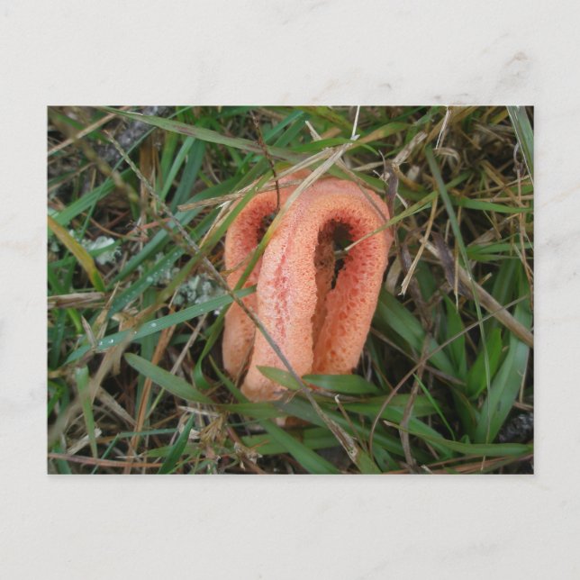 Columned Stinkhorn Mushroom OBX #1 Postcard (Front)