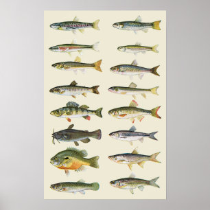 Columns of Fish Poster