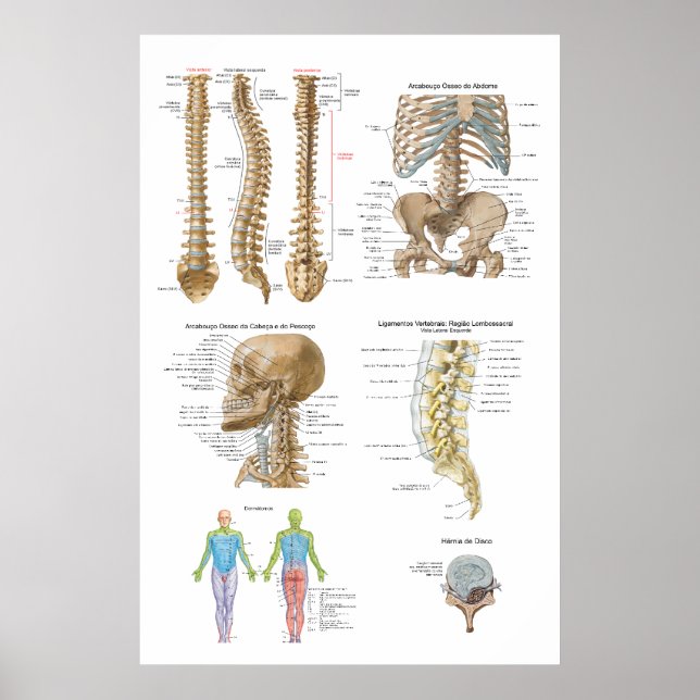 Coluna vertebral, Quiropraxia Poster (Front)