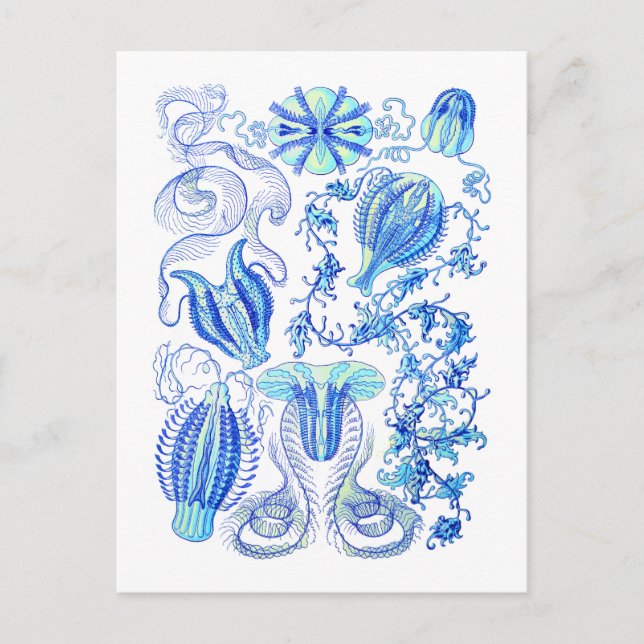Comb jellies postcard (Front)