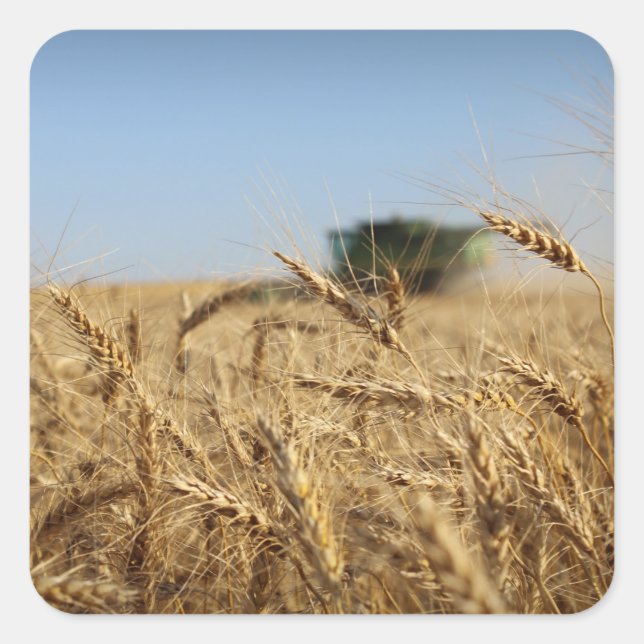 Combine in Wheat Field Square Sticker (Front)