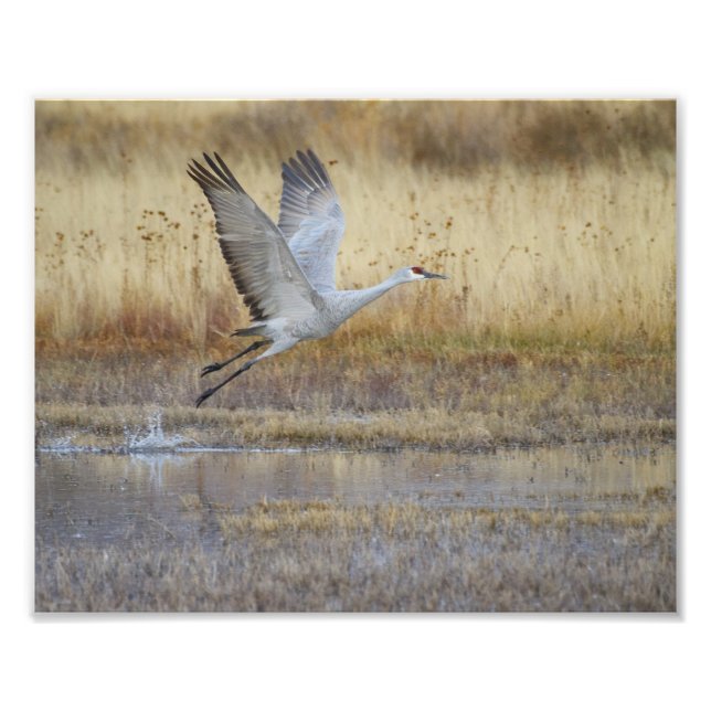 Come fly with me photo print (Front)