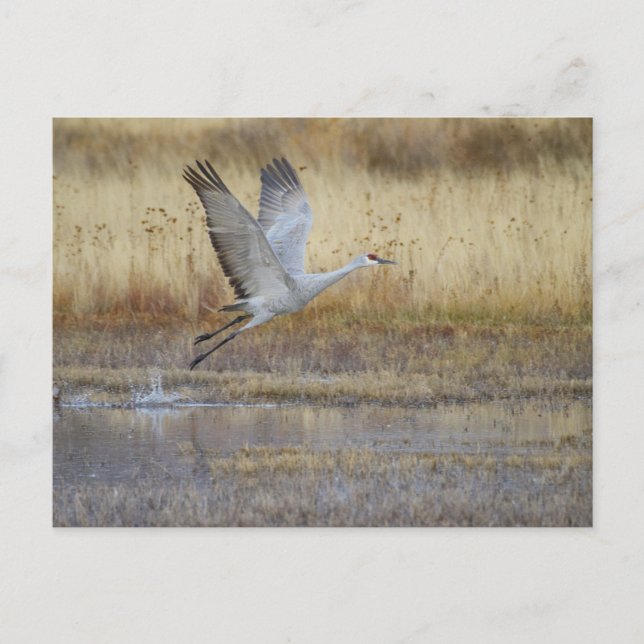 come fly with me postcard (Front)