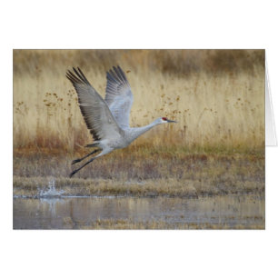 come fly with me Sandhill Crane