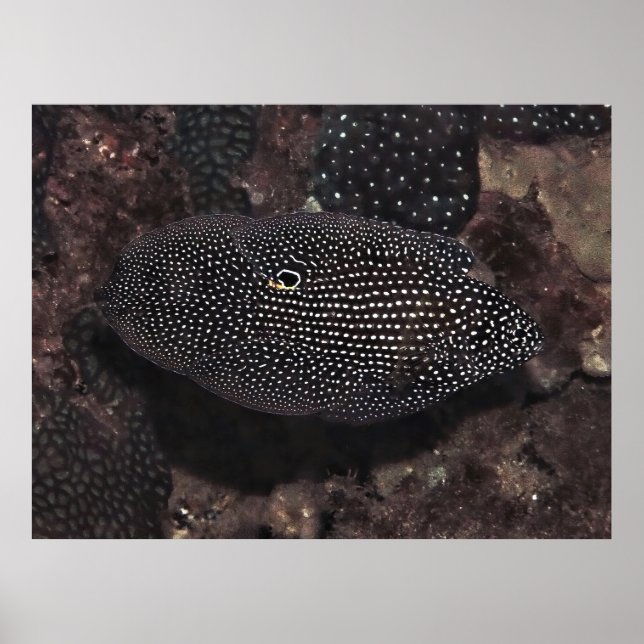 Comet Poster (Front)