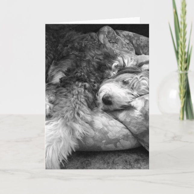 Comfortable Snooze Old English Sheepdog Card (Front)