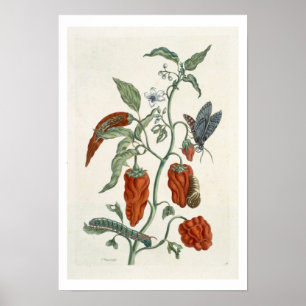 Comfrey, from 'A Curious Herbal', 1782 (colour eng Poster