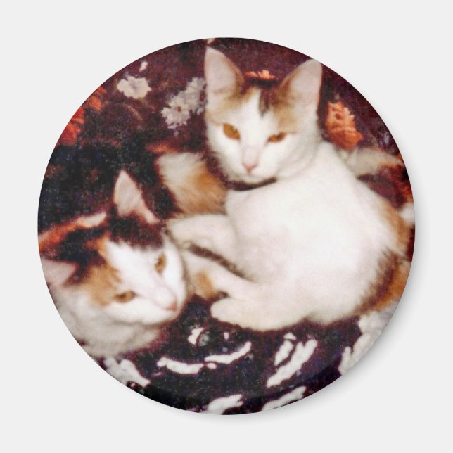Comfy Cats Magnet (Front)