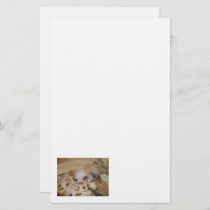 Comfy Chihuahua Stationery