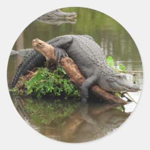 Comfy Cosy Gator Stickers