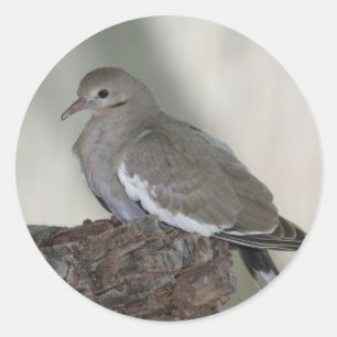 Comfy Dove Sticker