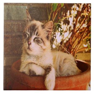 Comfy Sleepy Kitty Ceramic Tile