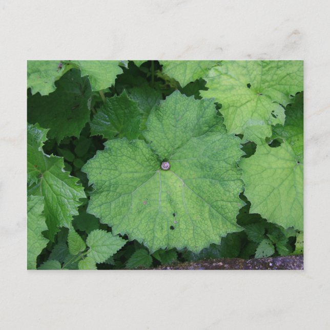 Comfy Snail Postcard (Front)