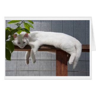 Comic Kitten blank card series