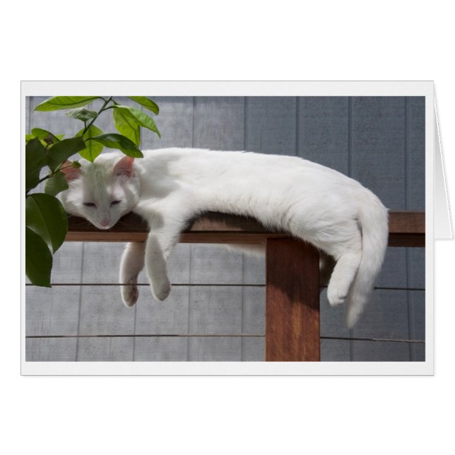 Comic Kitten blank card series (Front Horizontal)