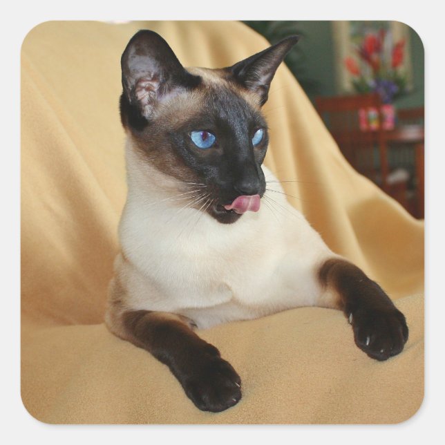 Comical Seal Point Siamese Cat Licking It's Nose (Front)