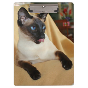 Comical Seal Point Siamese Cat Licking It's Nose Clipboard