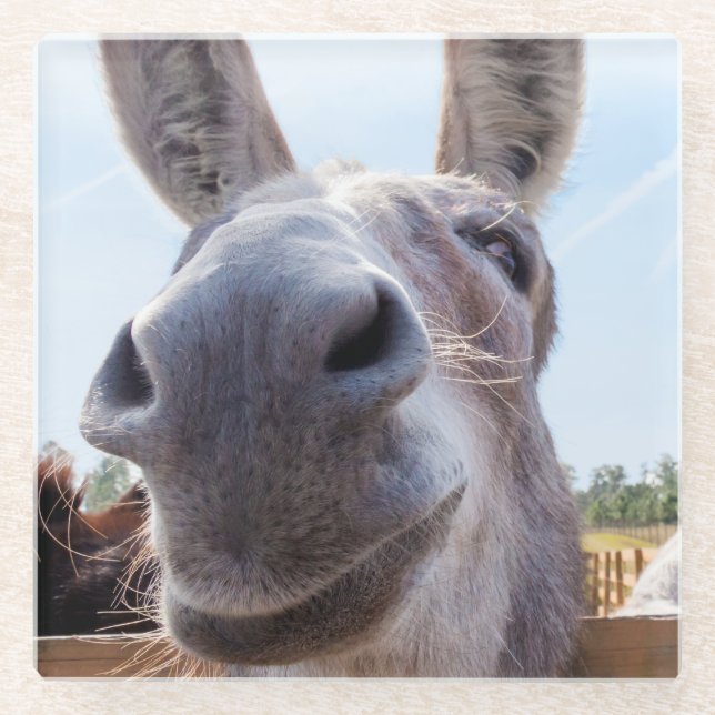 Comical Smiling Grey Donkey Glass Coaster (Front)