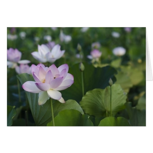 Coming in for a Landing (Front Horizontal)