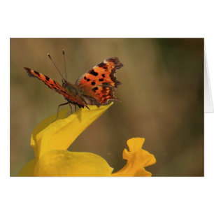 Comma Butterfly and Daffodil