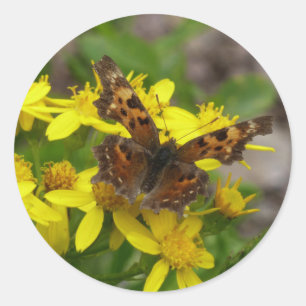 Comma Butterfly in Glacier National Park Classic Round Sticker