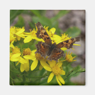 Comma Butterfly in Glacier National Park Magnet