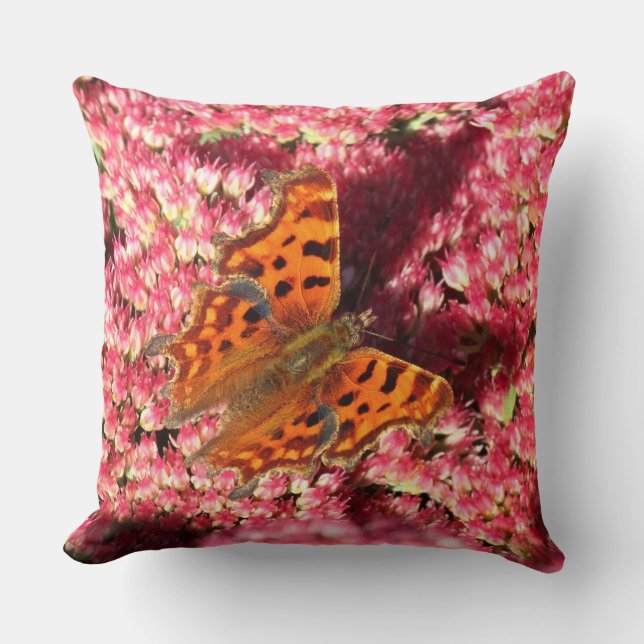 Comma Butterfly on Sedum Cushion (Front)