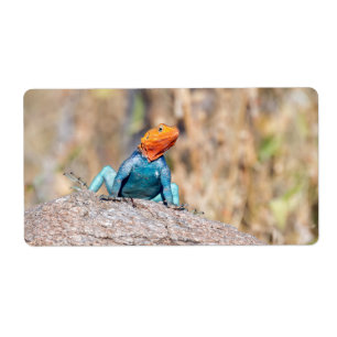 Common Agama