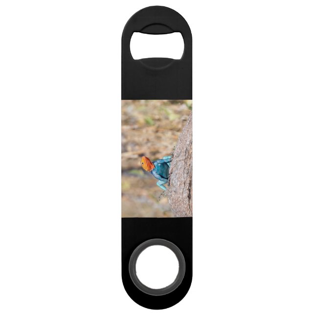 Common Agama (Back)