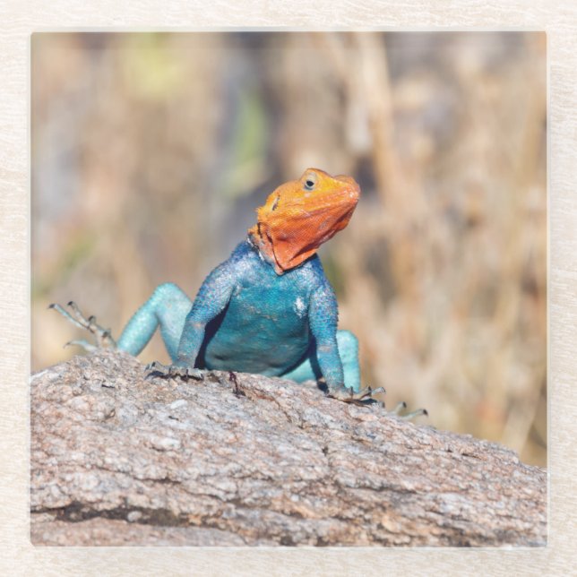 Common Agama Glass Coaster (Front)