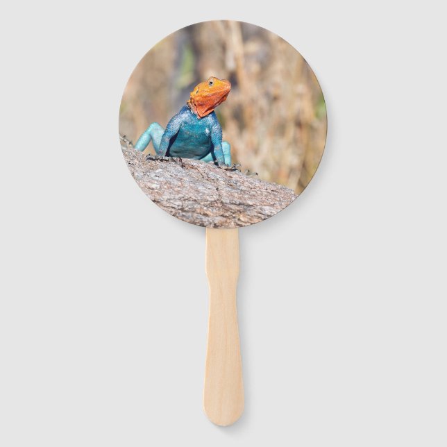Common Agama Hand Fan (Front)