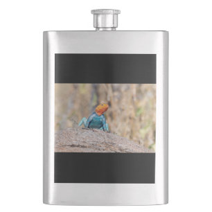 Common Agama Hip Flask