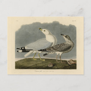 Common American Gull - Audubon's Birds of America Postcard