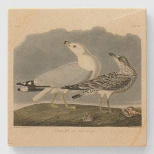 Common American Gull - Audubon's Birds of America Stone Coaster