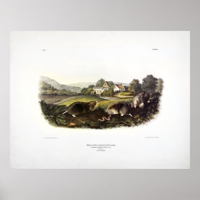 Common American Shrew Mole (Eastern Mole) Audubon Poster (Front)